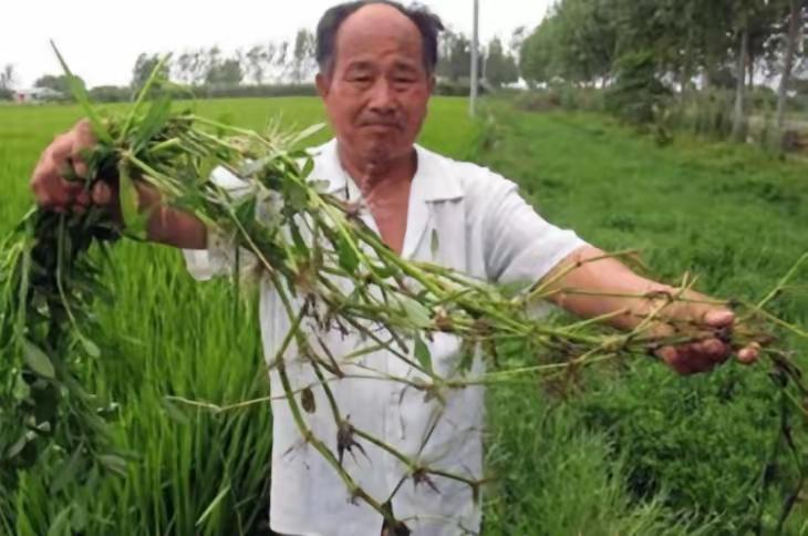 90年前，日本人将一种毒草带到中国，并大面积种植，泛滥成灾后差点导致我国农作物绝