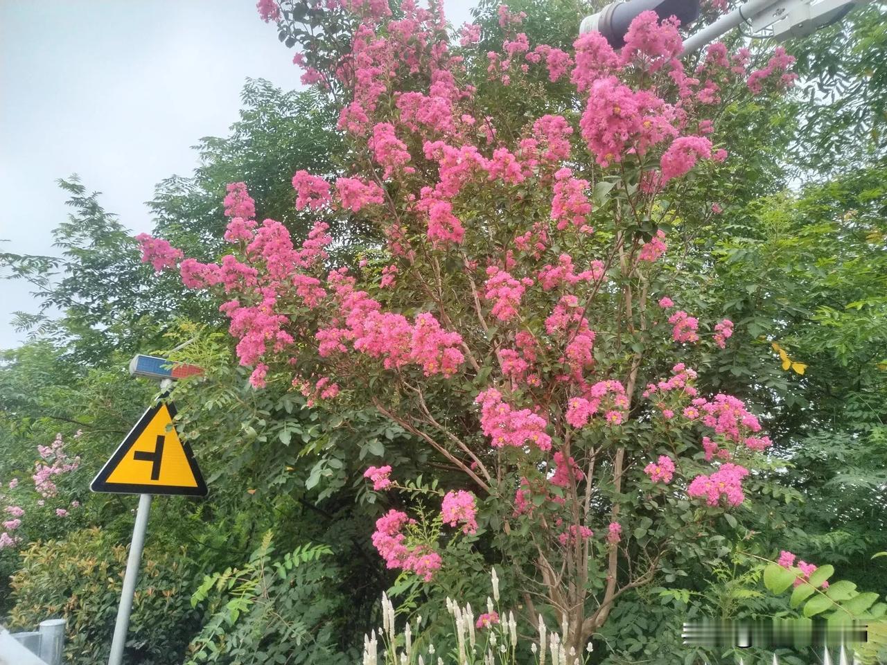 今天早上，送老婆去镇上打麻将，207国道东安一一零陵路段上，两旁的紫薇树开花了，