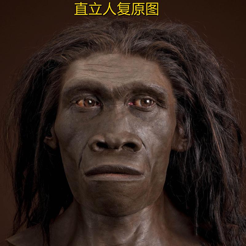 同猛犸象不是亚洲象、非洲象的祖先，剑齿虎也不是东北虎、孟加拉虎的祖先一样，直立人