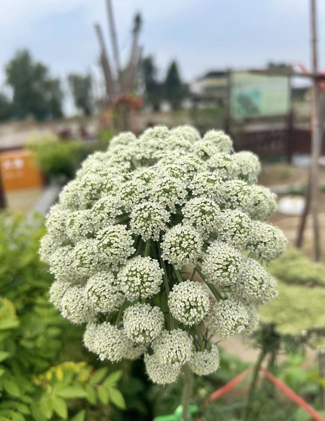 生活不用太热闹，安稳自在就很好。不必刻意迎合喧嚣，守住内心的清净，三餐安稳，心事