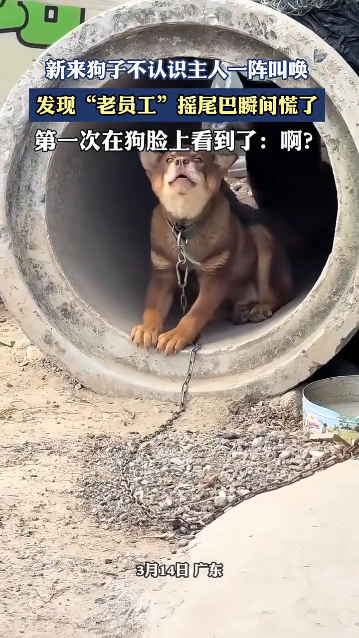 新来狗子不认识主人一阵叫唤，发现"老员工"摇尾巴瞬间慌了。
3月14日广东。