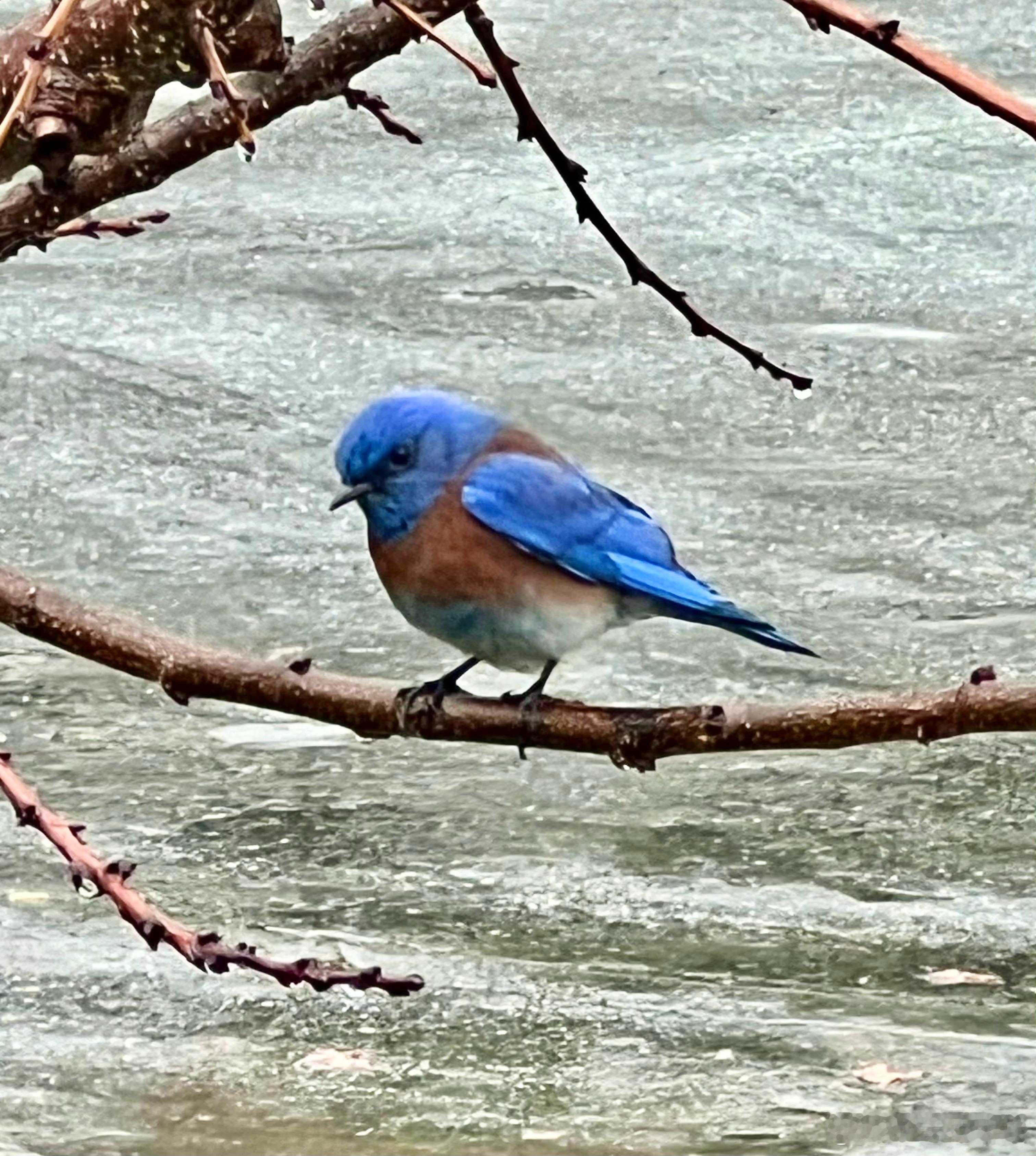 #鸟粉投稿# 枝头上的【西蓝鸲qú】美丽的蓝色～ ​​​