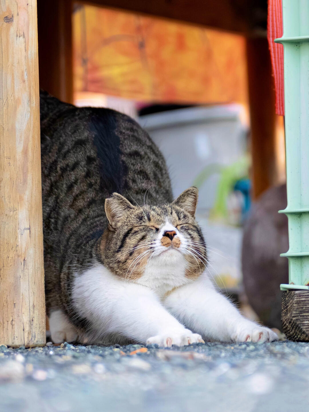 猫咪做拉伸有多可爱