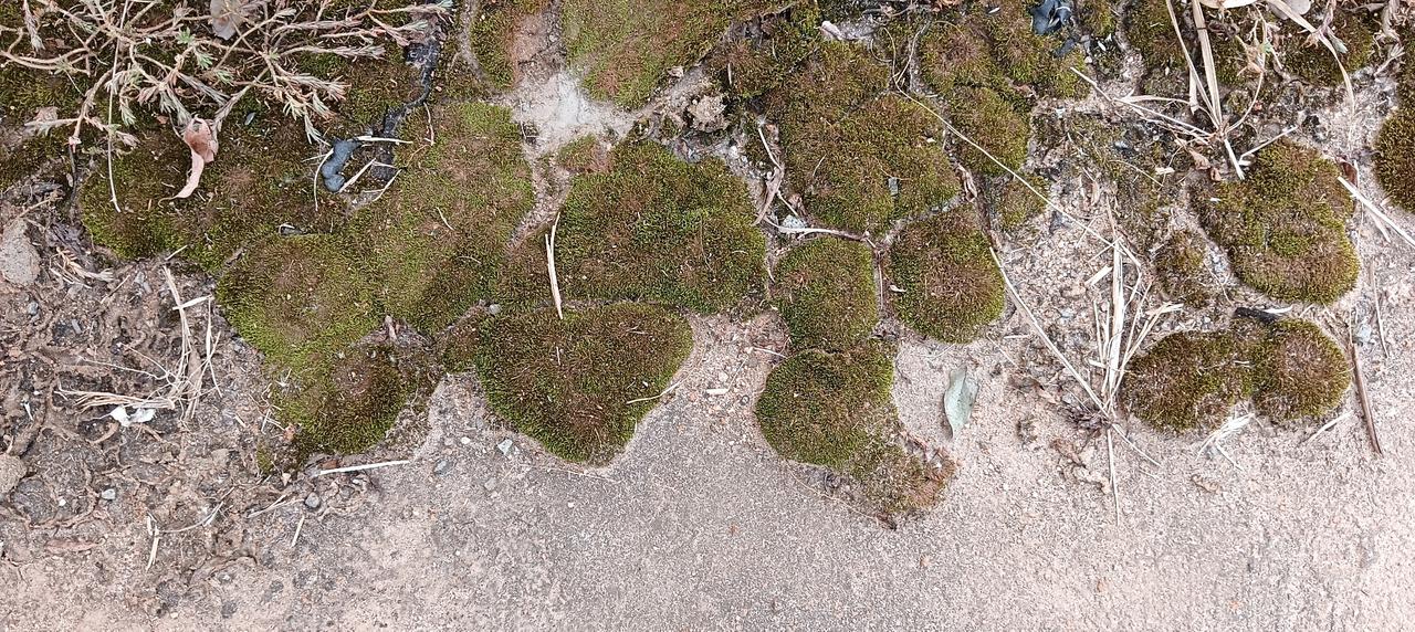 昨天，我走过一条村道，惊奇地看到一簇硬板板的水泥地上竟然长出了一大片苔藓，有谁能