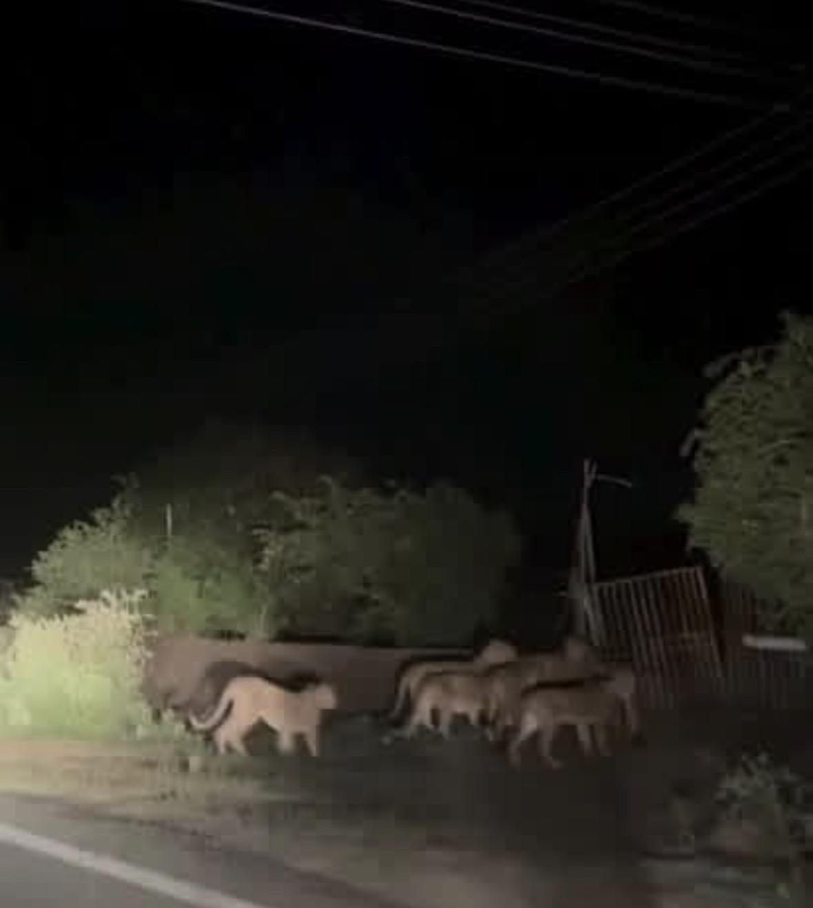 大铁门也抵挡不住亚洲狮一家。又来老乡家吃饭了🤭
