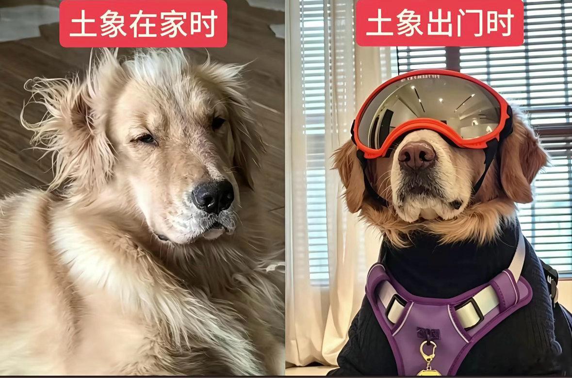 哈哈哈，这是我了