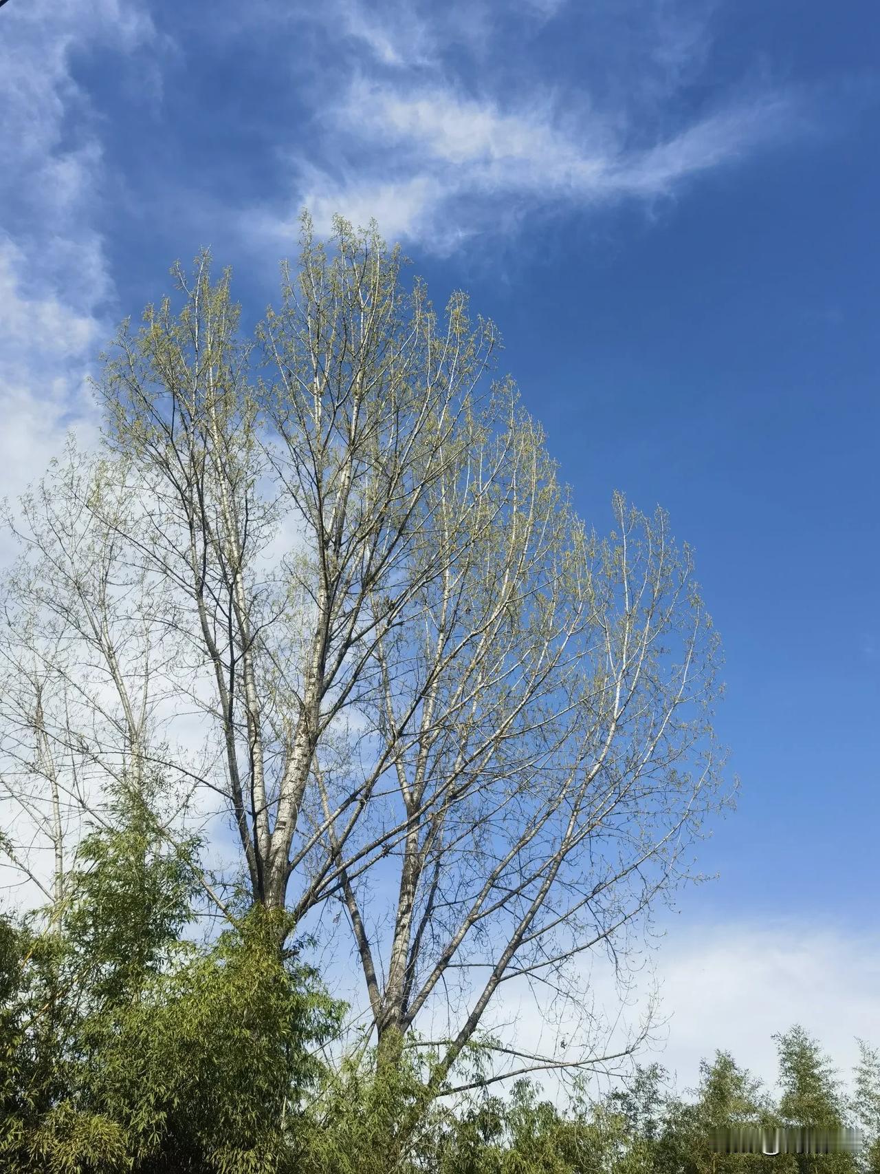 西安三月份初春的天空，香积古寺附近。
在湛蓝的天空下，这里曾发生过中国历史上最血