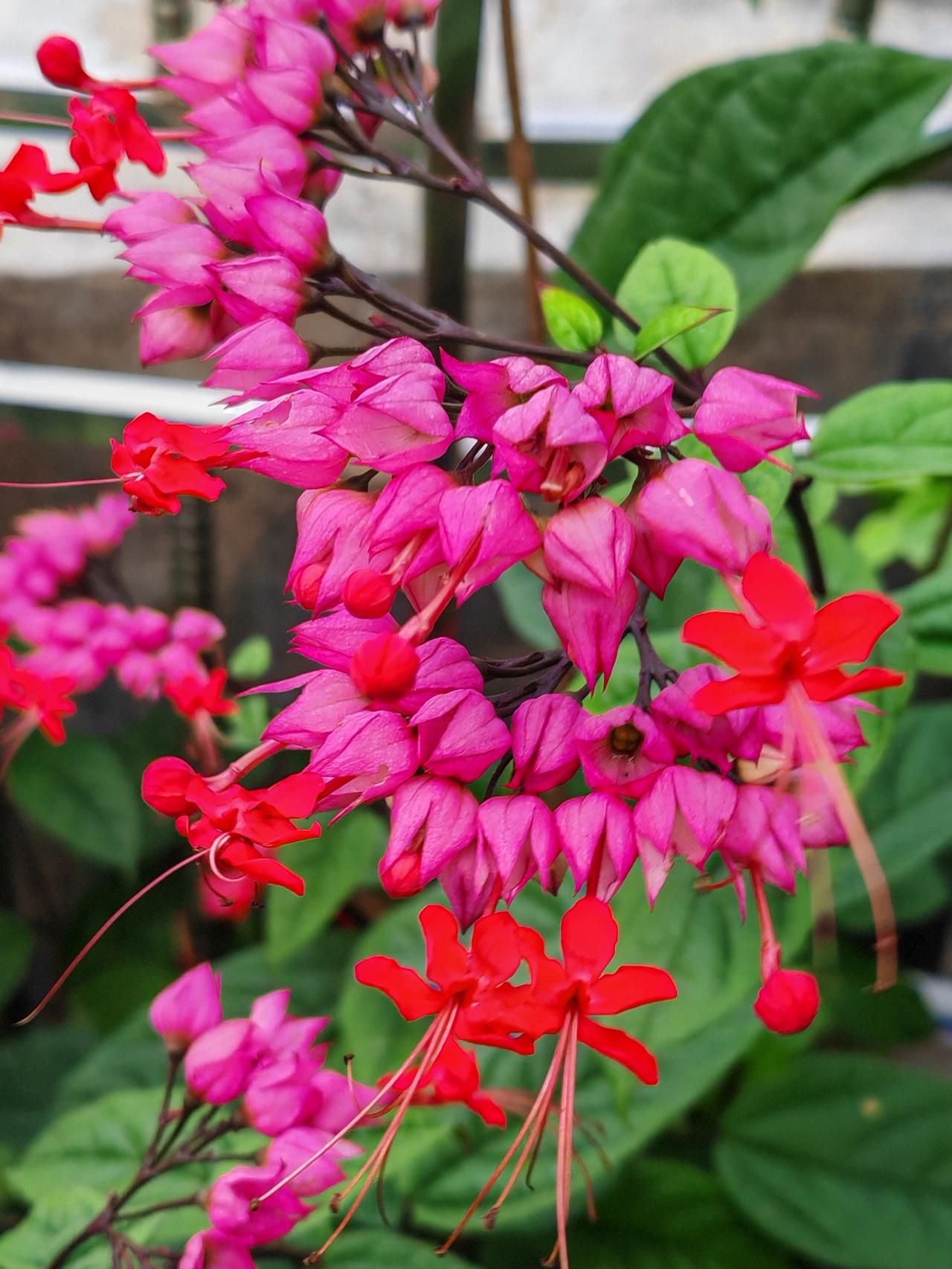 漂亮的龙吐珠，开得正艳！傍晚时分，天色还未暗下来，只是刚下过一阵子雨，风吹在身上