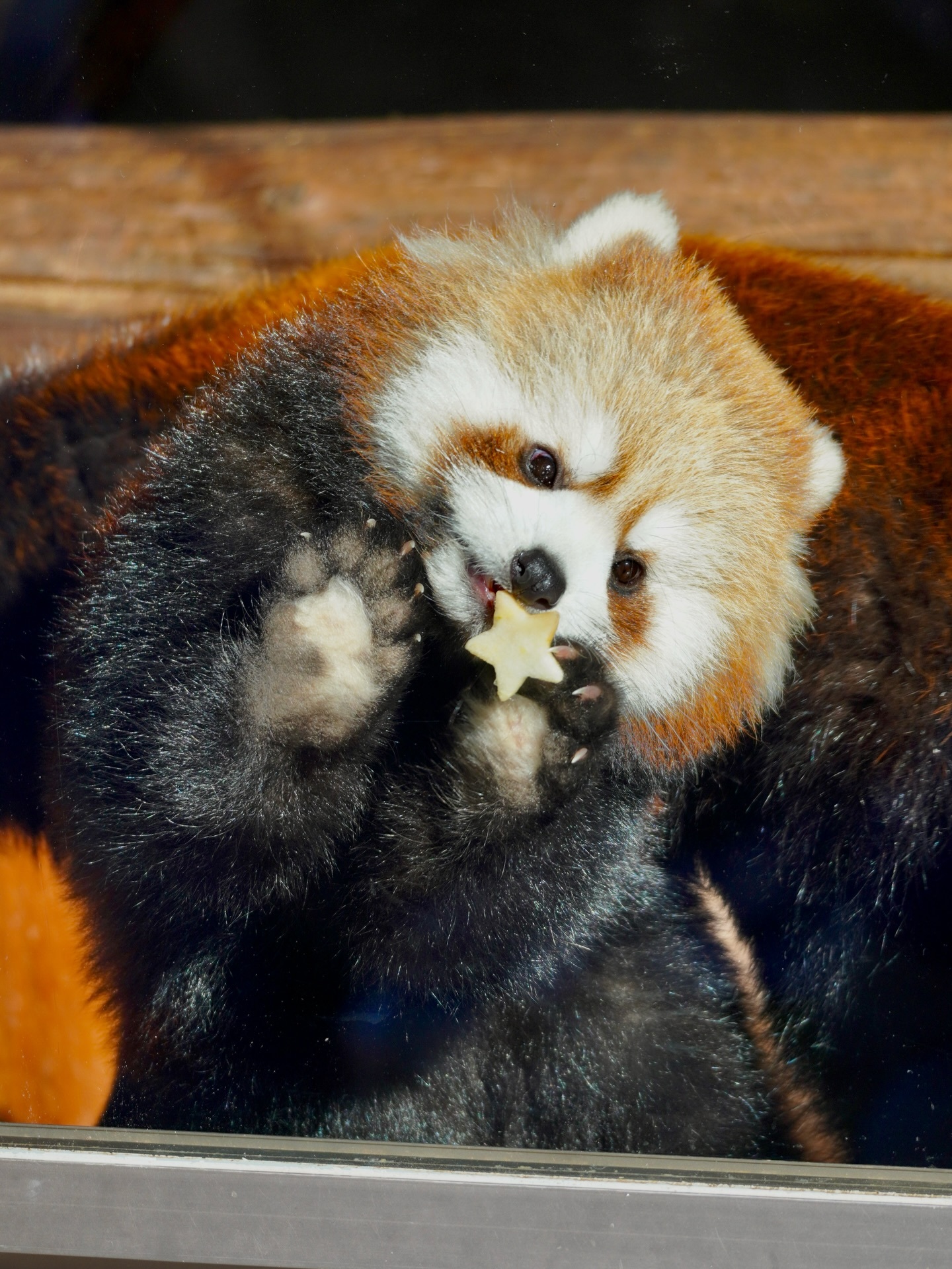 小熊猫 小小能把星星苹果吃掉啦！【ins：rits0706】 