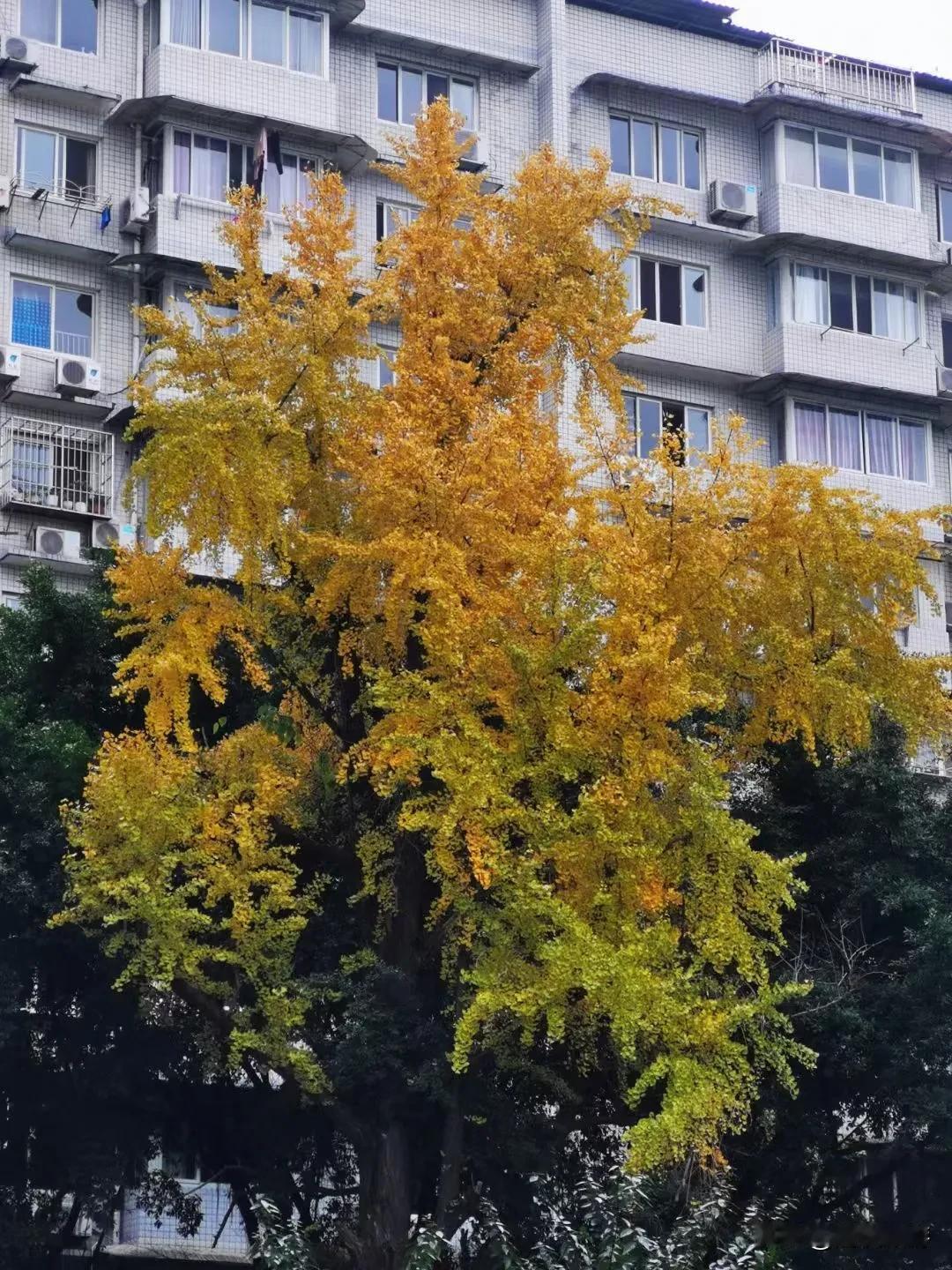 降温之后，自贡老城迎来银杏“颜值”巅峰，漫步其间既能感受岁月的沧桑，更有诗意的浪