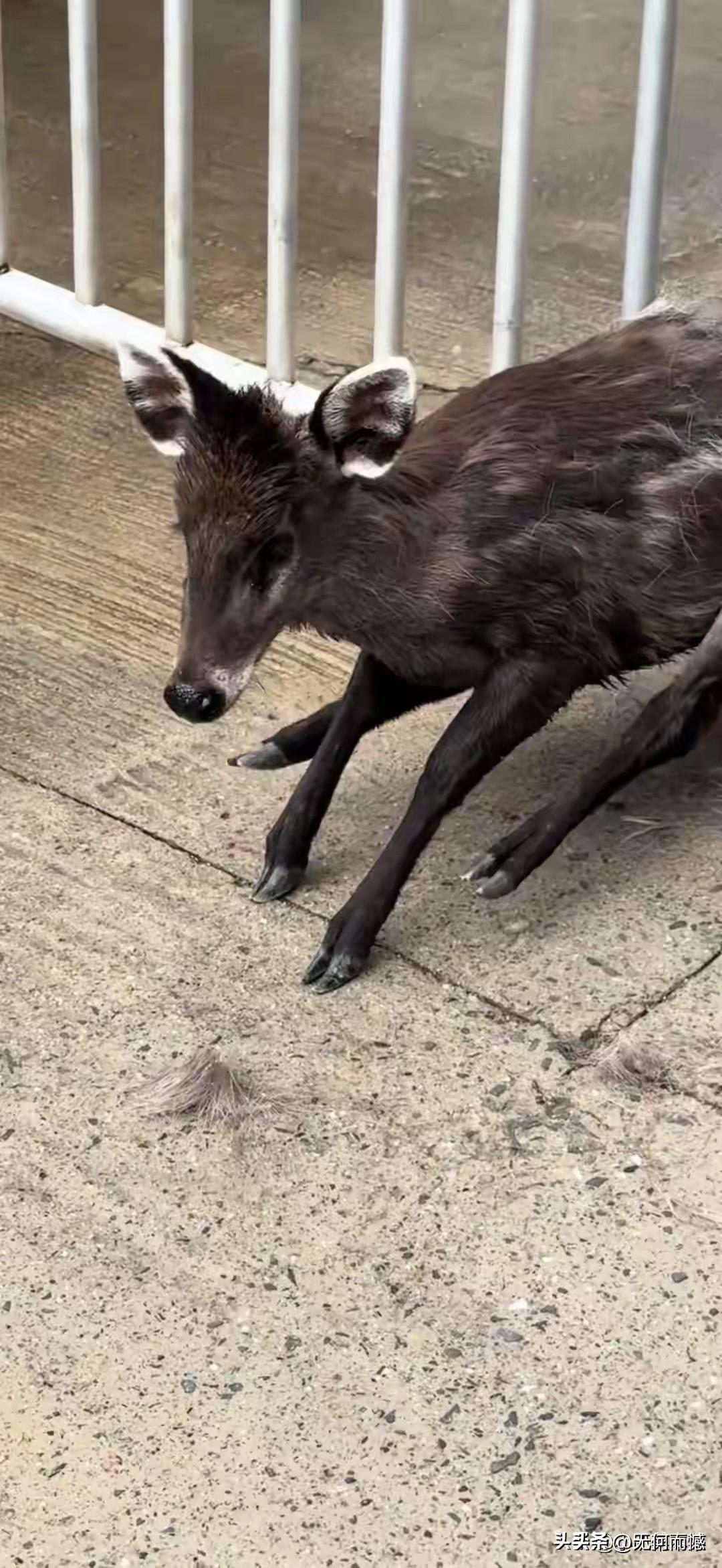 这只小动物长得有点像鹿，耳朵特别大，是个偶蹄动物，也不知道是受到了惊吓还是其他原