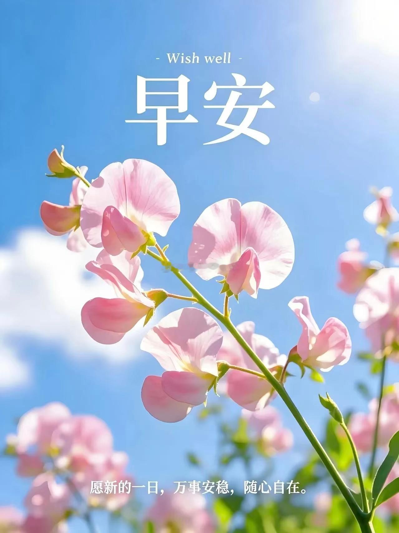 【周五，早安】你种下的每一份坚持， 都会在未来开出花来，别急，别慌，阳光正在靠近