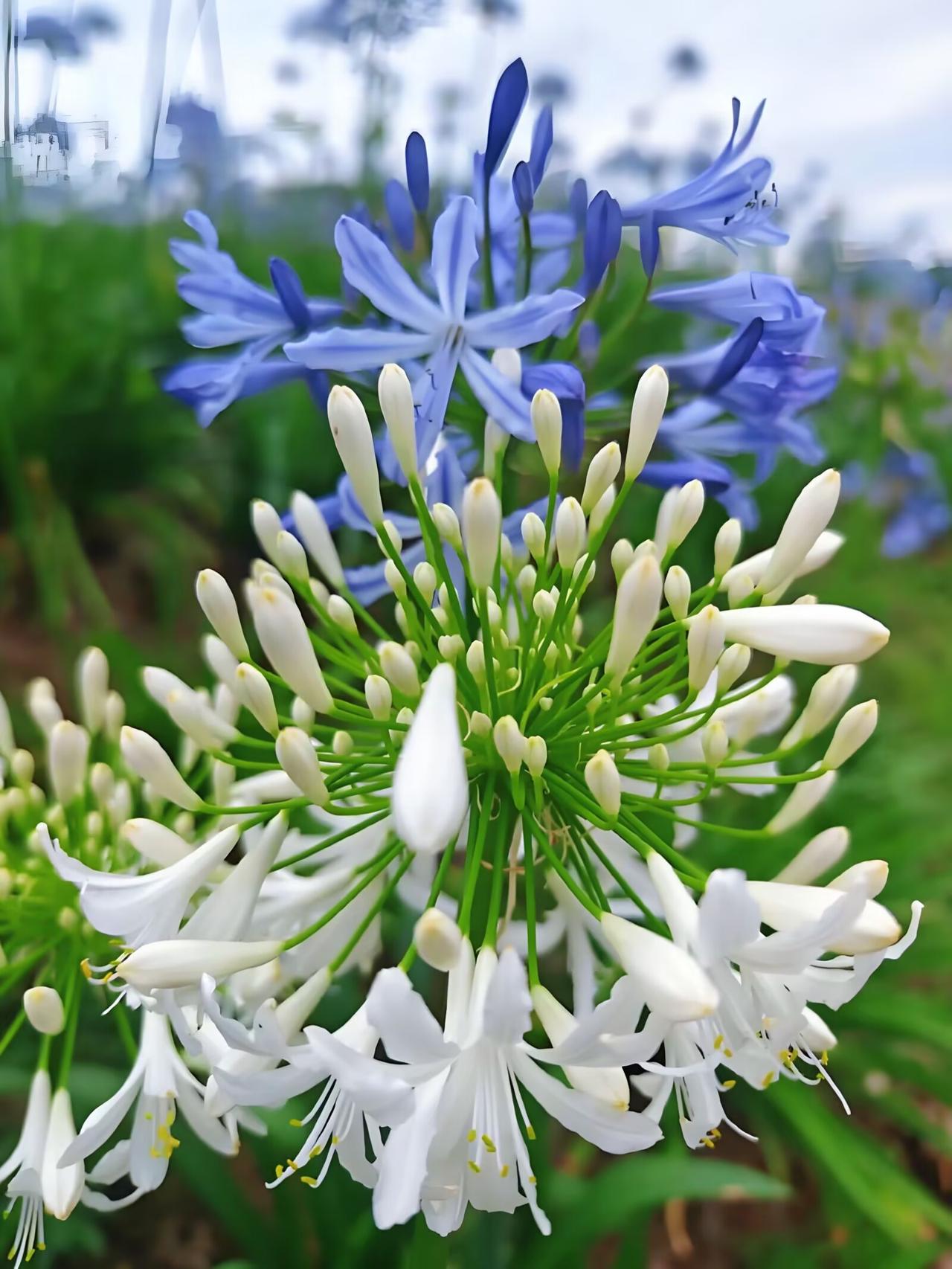 不知道这花叫什么名字？