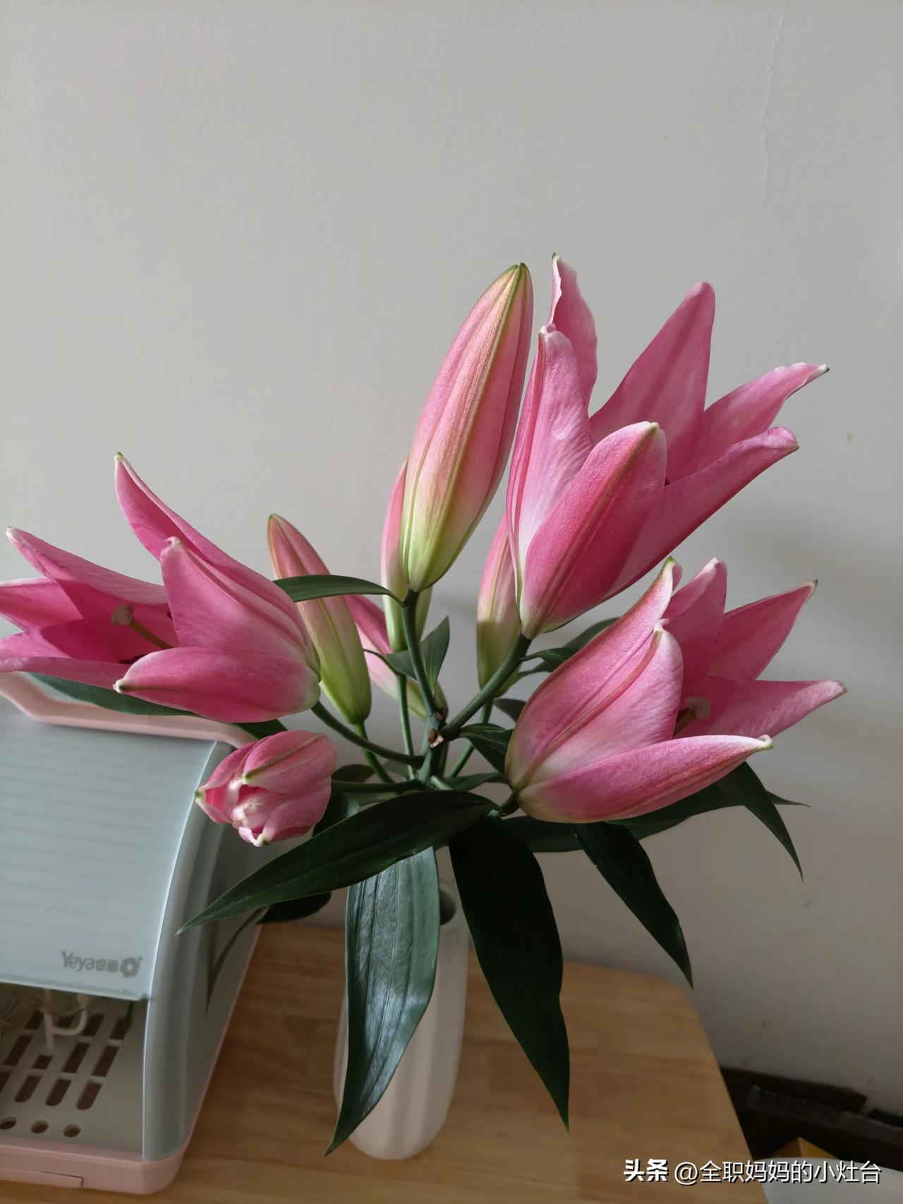 早上醒来，发现前几天买的百合已经打开了，甚是欢喜[笑]

有花的日子里，真的是觉