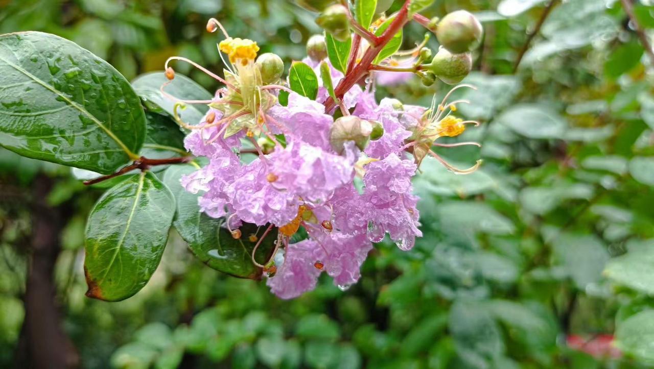 夏天也有美丽花朵🌺