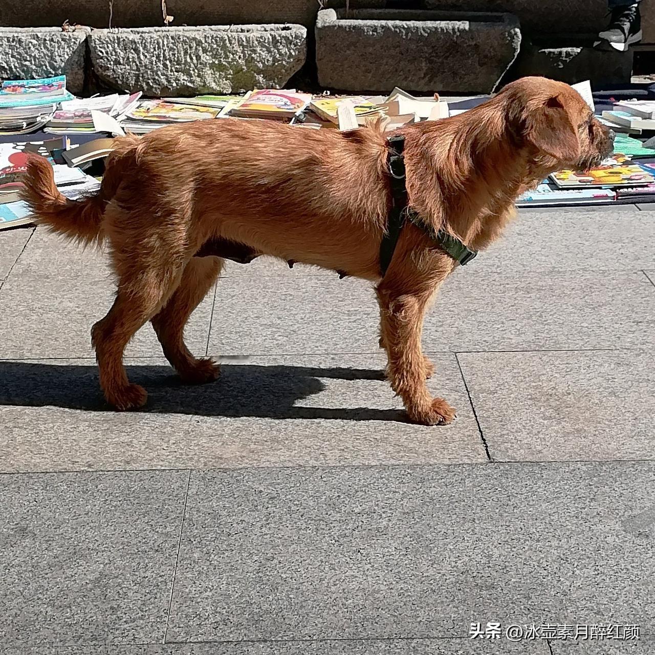 如果说没有灵魂，没有造物主，发生在牛、狗和羚羊身上的这些事情很难解释:

第一、
