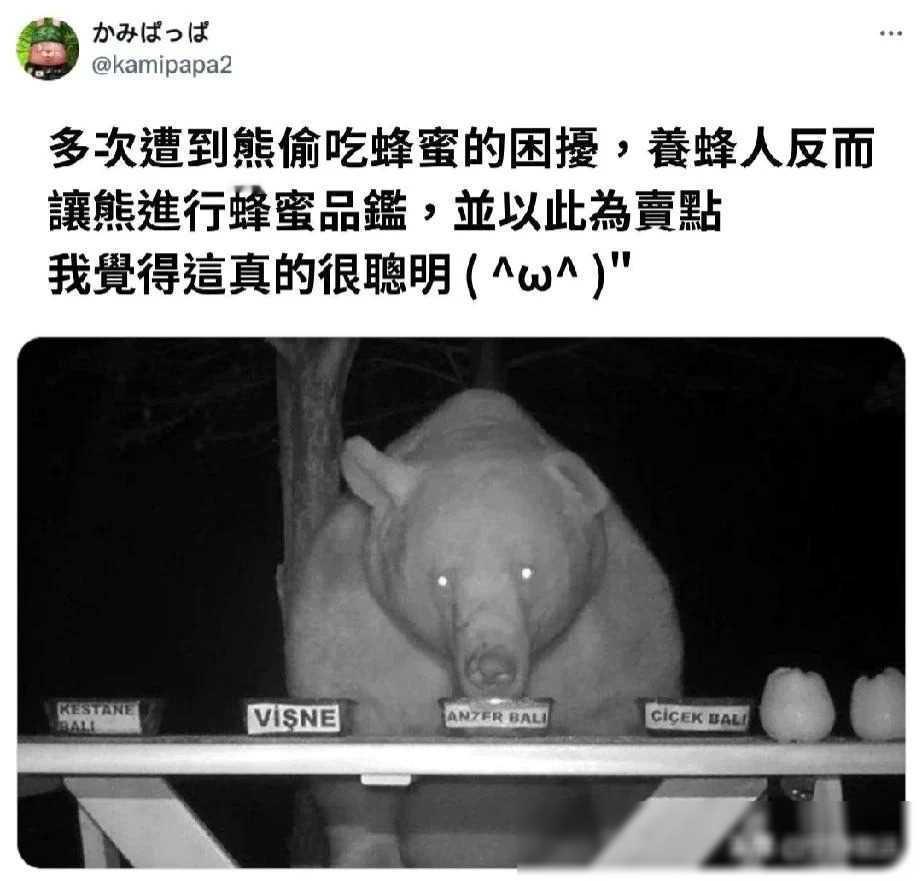 有个养蜂人在外国经常碰到一个问题——他的蜂蜜总被熊偷吃！每次都是一群馋嘴的熊，偷