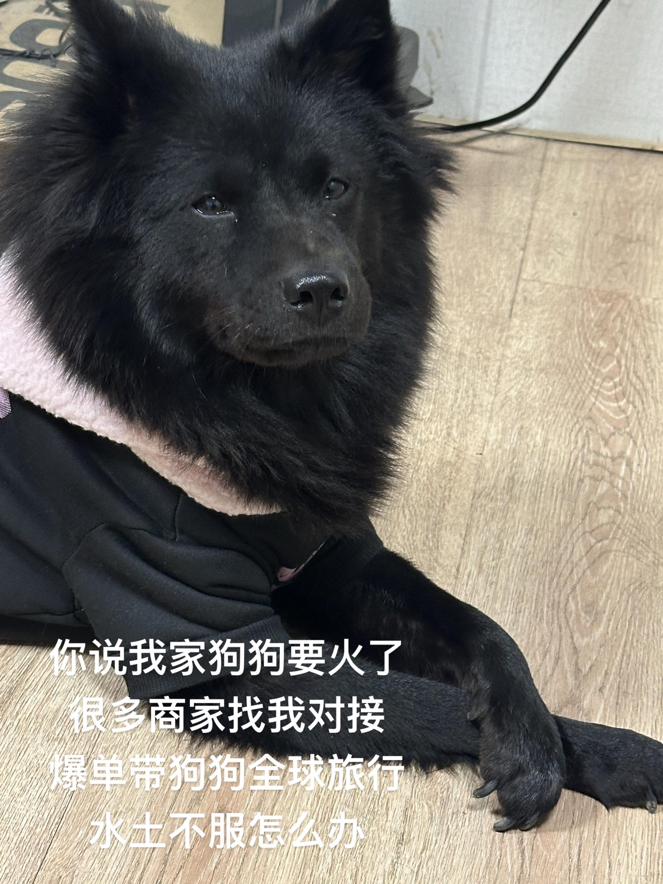五黑犬
