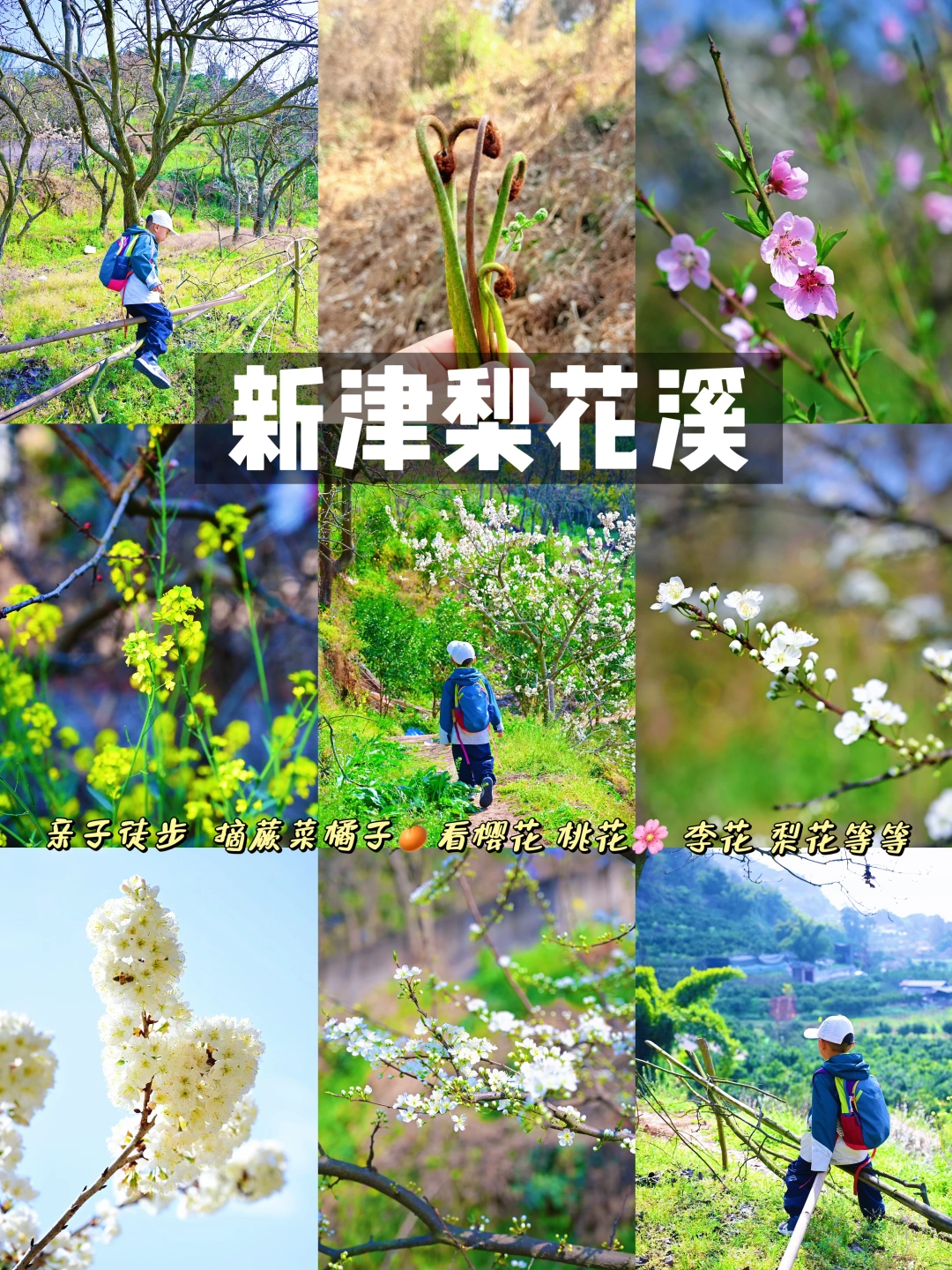 成都出发1h‼️新津梨花溪赏花🌸徒步摘蕨菜