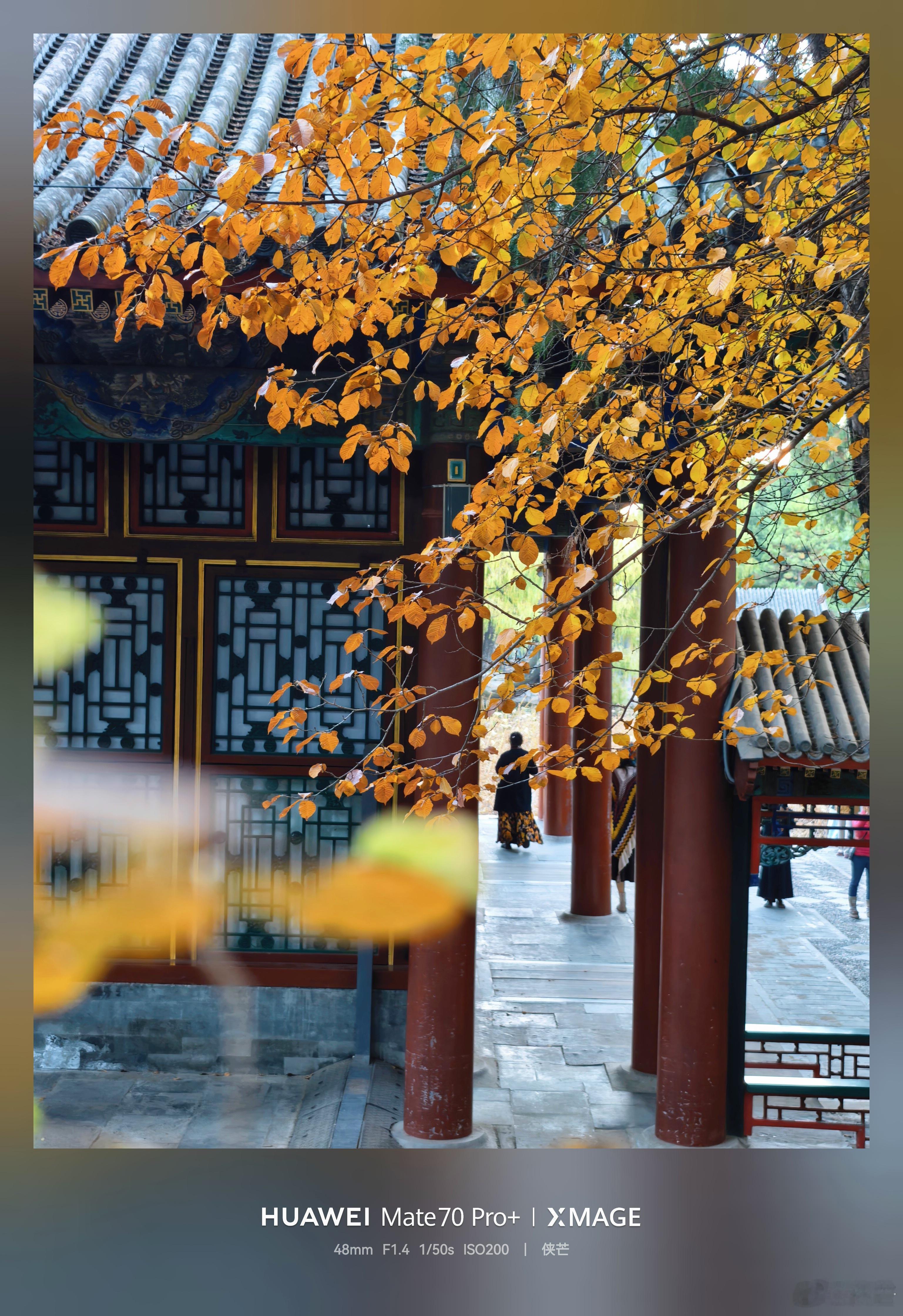 初冬谐趣园秋色        颐和园谐趣园内，涵远堂东西两侧的土石假山上，数十株