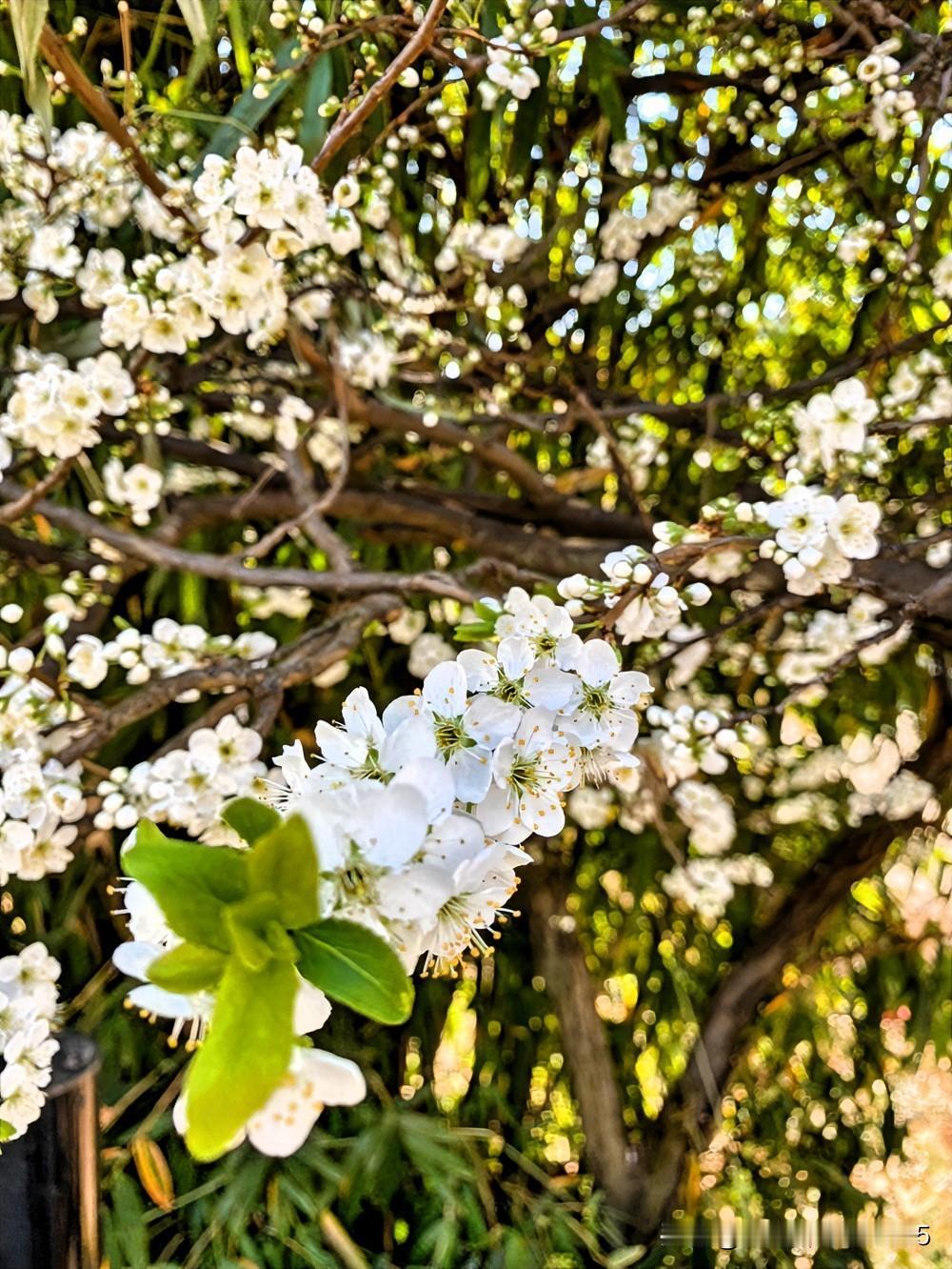 复查肺结节，先后两医生的态度与说法…

退休那年在重庆某三甲医院CT64排平扫，