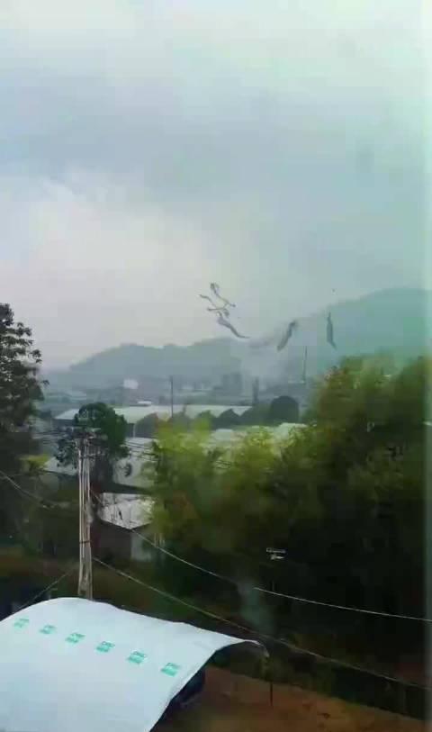 福建漳平网友今天下午拍摄到一个龙卷风从天而降，把农田几座大棚给撕烂了；这次龙卷风