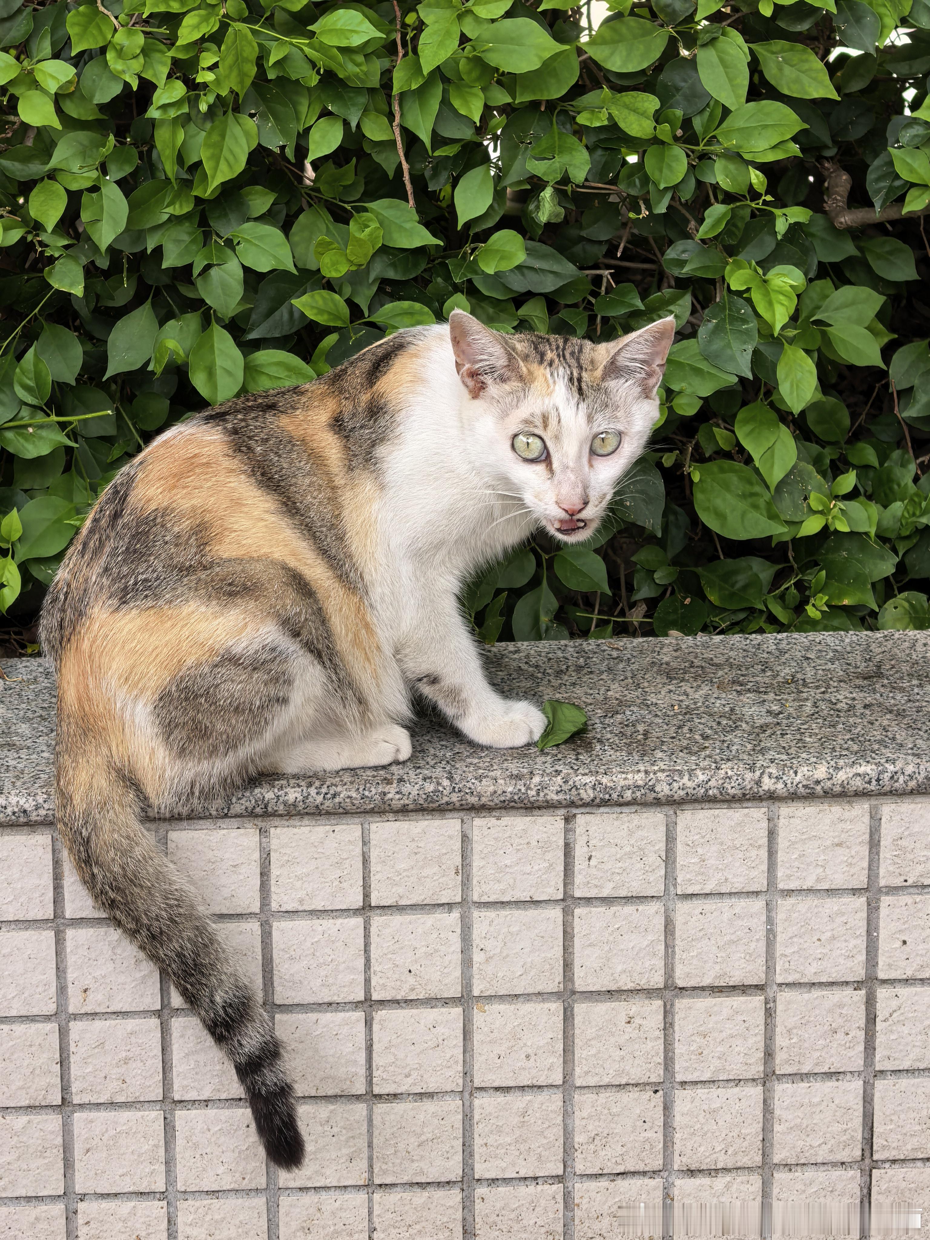 50247【丑猫】随手一拍就是神图 
