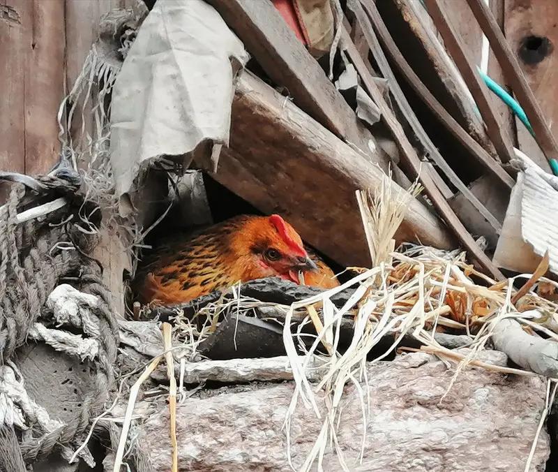 合肥方言太有意思了，要说经典，“老母鸡叫老木鸡”“好伙子叫伙家”都很有代表性。走