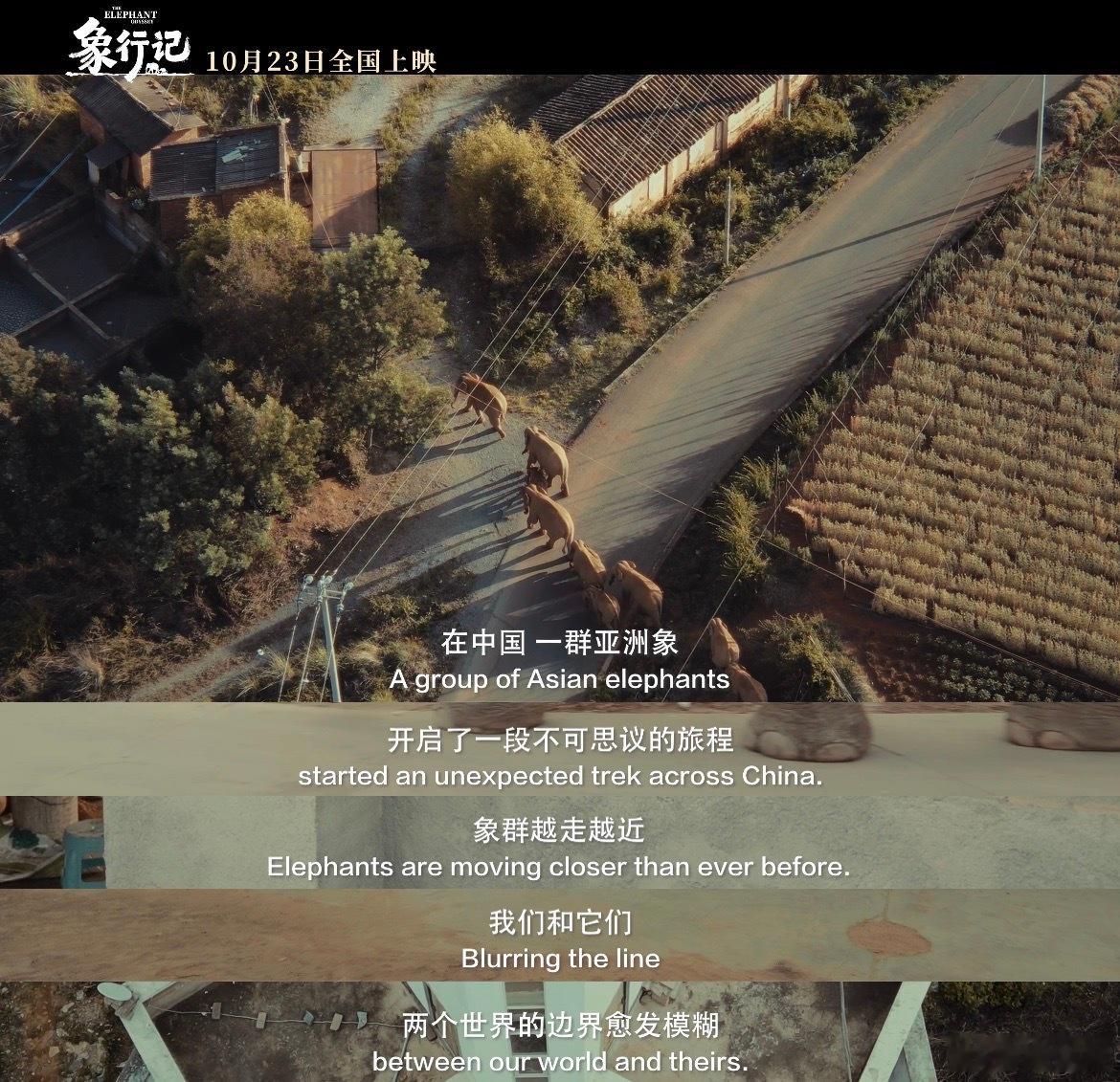 电影象行记定档 摄制团队跟着象群跋涉千里，才换来镜头里最鲜活的自然生灵！这种人与