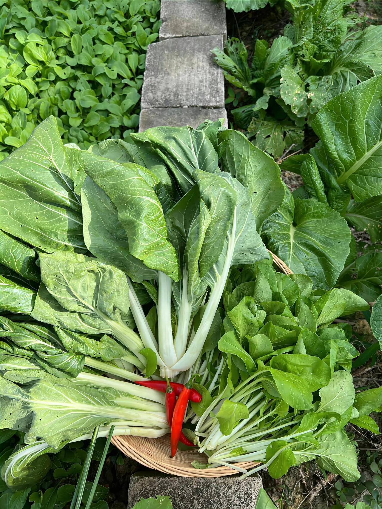 “ 菜园子里的风景很治愈 ” ​🥬