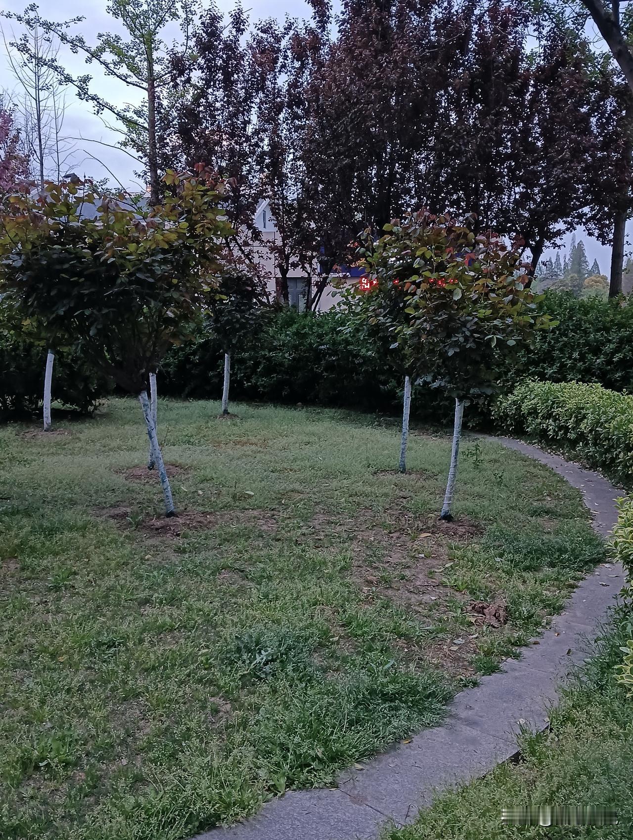 新栽的小树苗，期待它们茁壮成长！🌱🌳森林里的小树苗