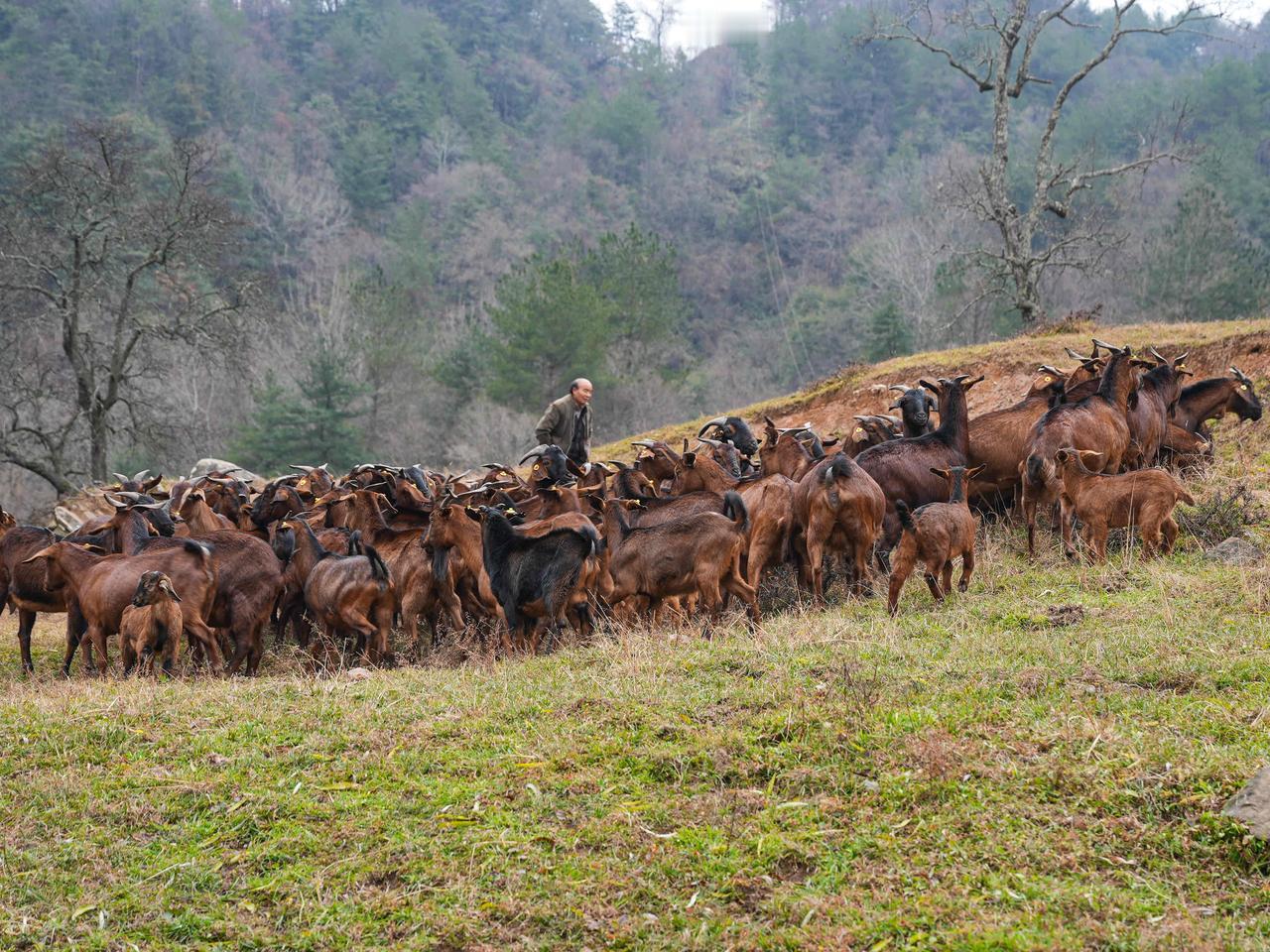 南江黄羊，凭实力圈粉的宝藏羊真的有东西！
秦巴腹地的南江，富硒土壤裹着高山清泉，