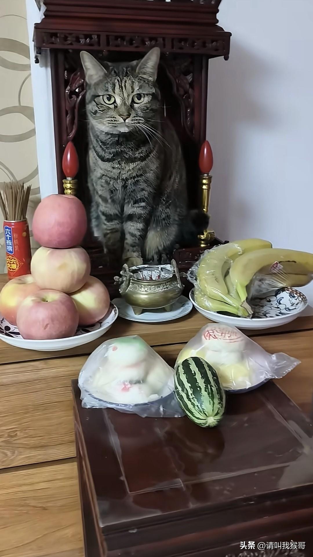 谁家的小猫也太淘气了吧