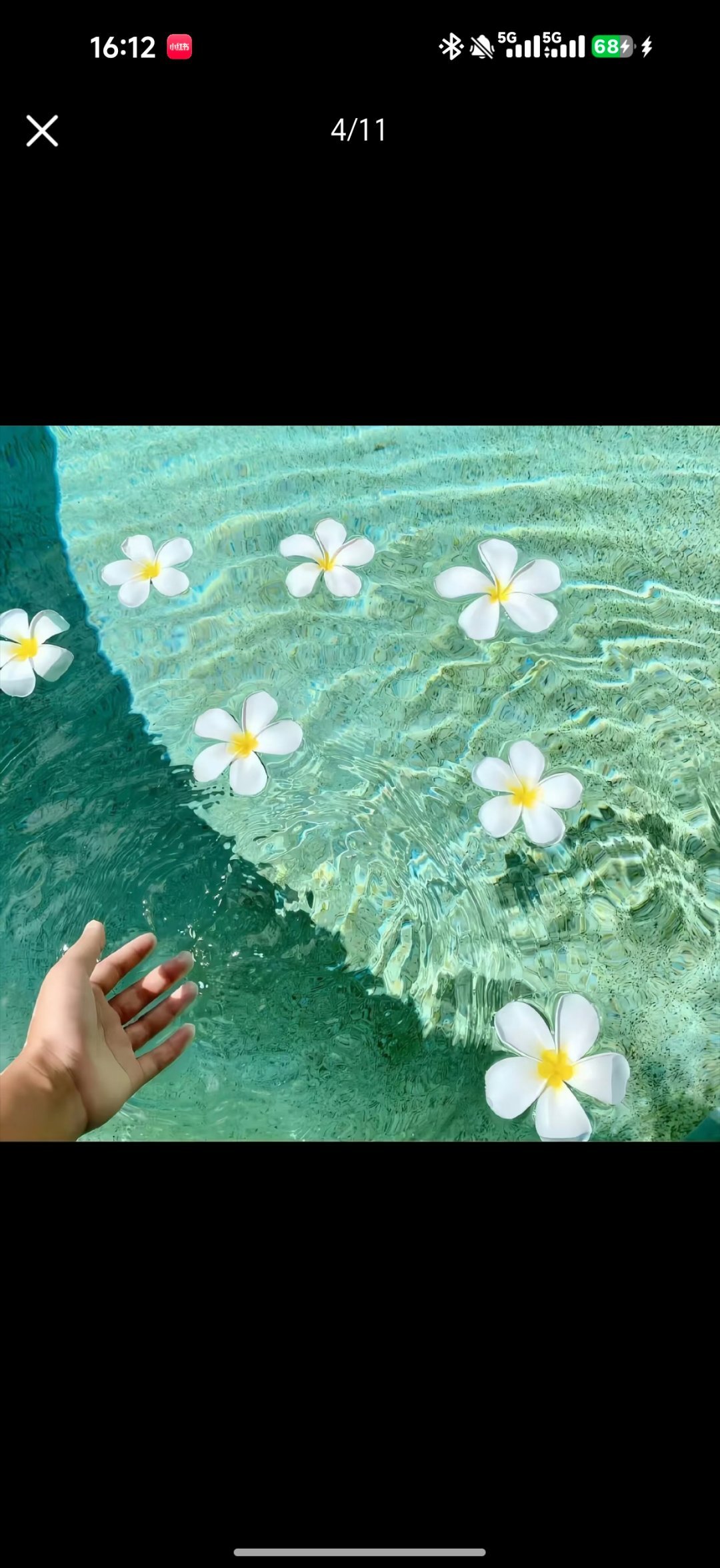 澄澈清水浮着温柔的鸡蛋花，伸手轻触水波，心也跟着慢慢静下来。生活不必总追赶急促节