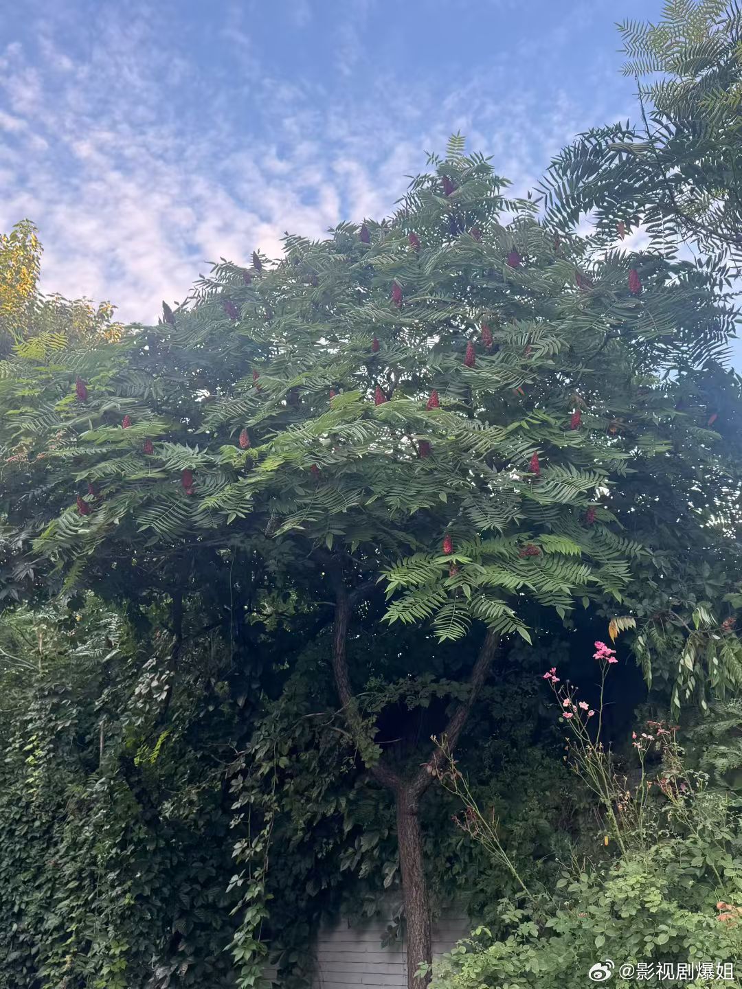 有人知道这是什么植物吗？ ​​​