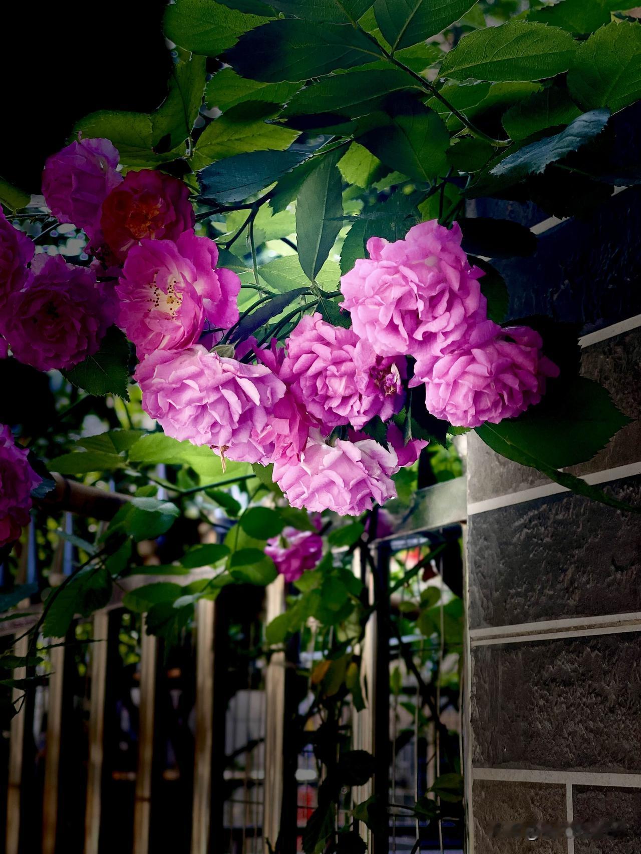 晒图笔记大赛我随手抓拍的花花，美得让人沉醉，就是分不清是月季还是蔷薇？