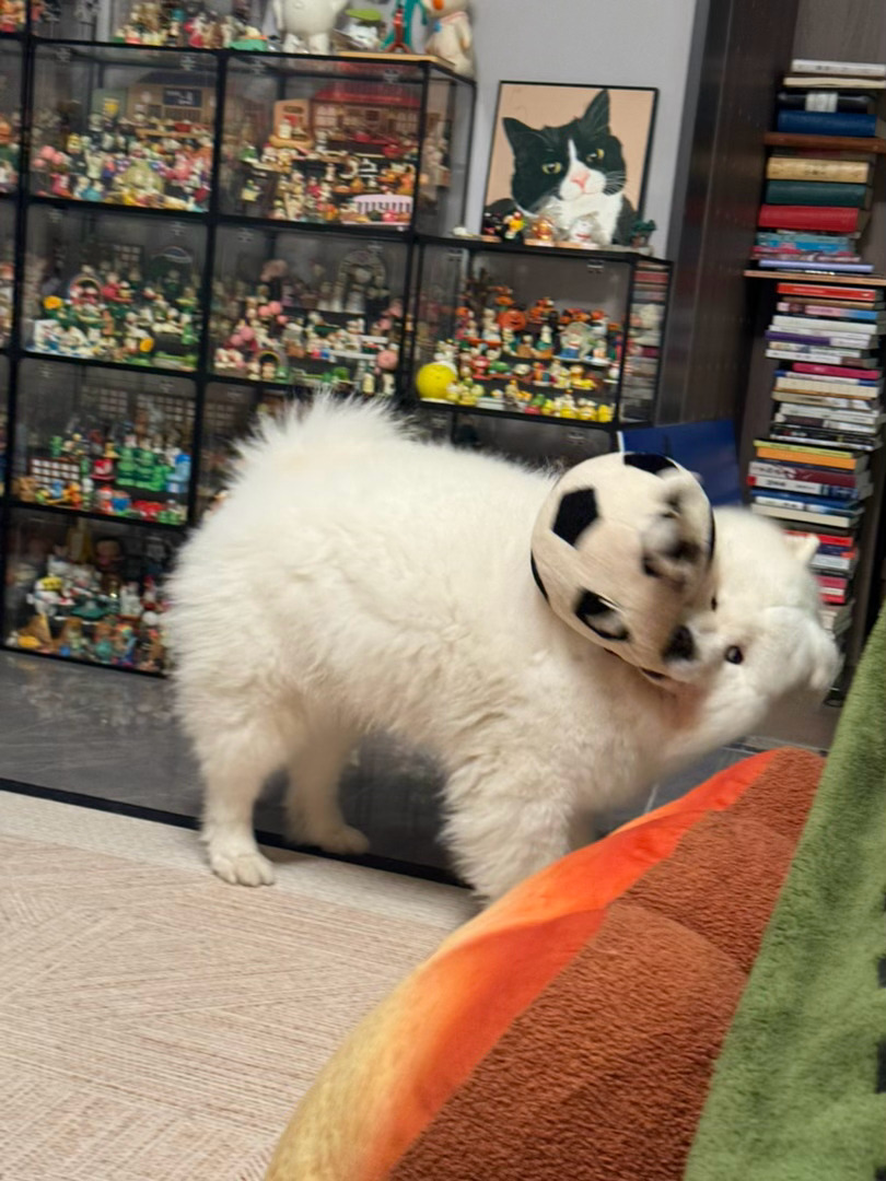 这个定格什么意思！！！ 