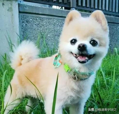 在农村，用狗给男孩起小名挺常见，这背后有不少用意。在中国文化里，狗象征着忠诚、智
