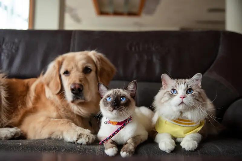 我支持《宠物税》立法！
收取宠物税有以下几点好处。
其一，增加财政收入。在房地产