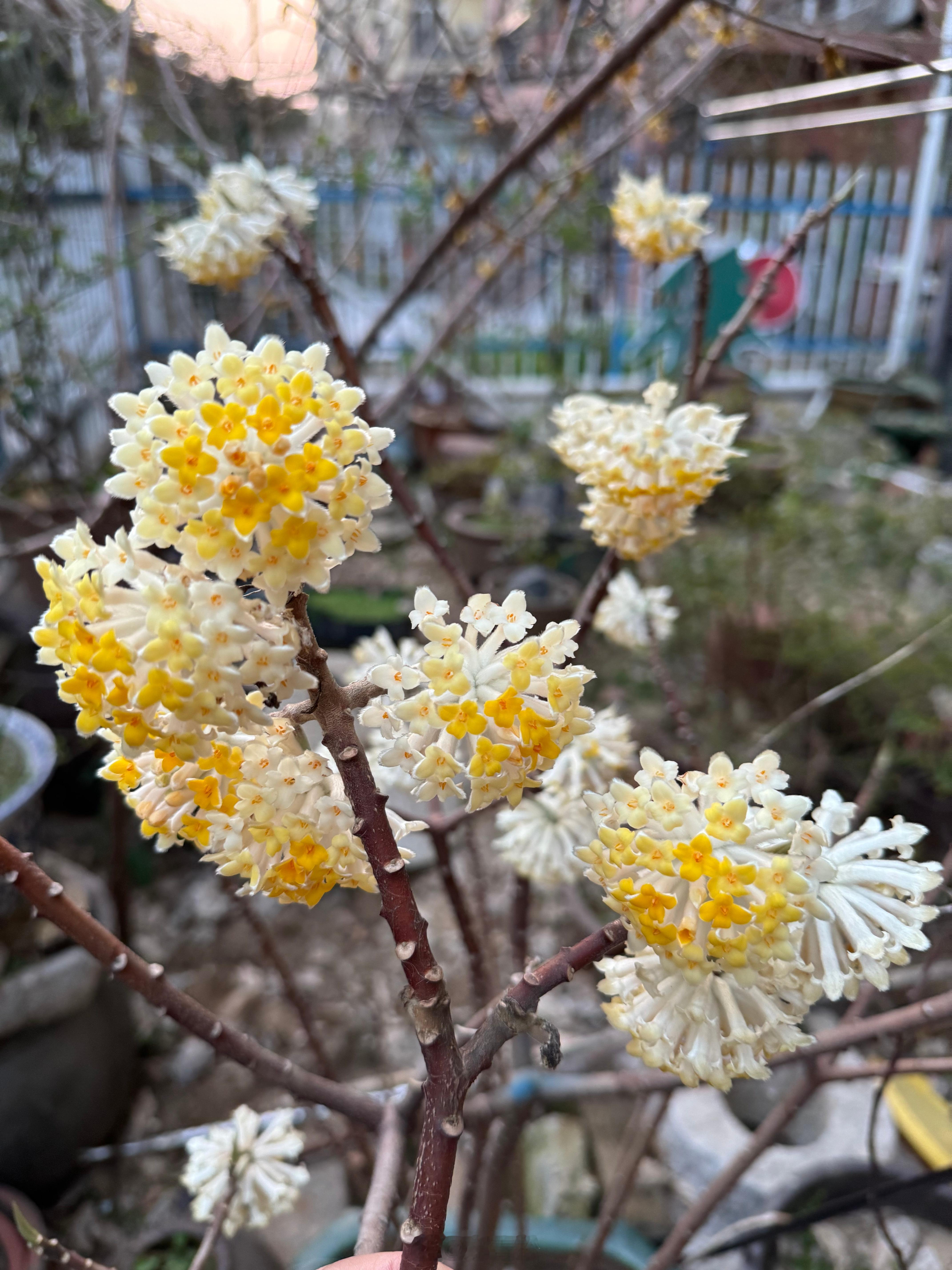 #植树节# 69天没回家，家里的结香（6号院）、连翘（3号院）……等都开花了[鲜