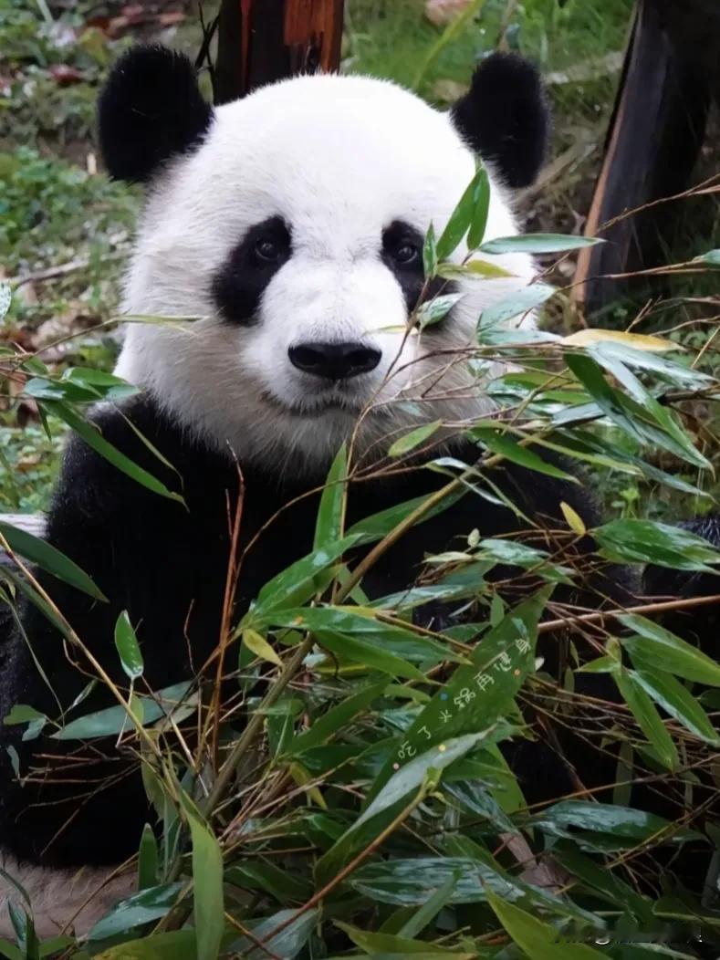 美兰大姐在北京西直门的三个漂亮孩子。

图一是大明星美兰
图二是萌兰
剩下的都是