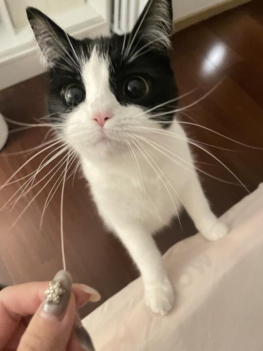 捡到猫咪胡子来许愿