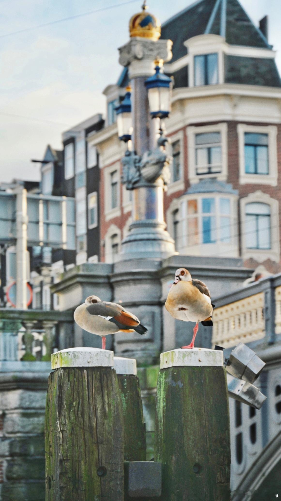 #鸟粉投稿# 缩着脚的【埃及雁】 ​​​