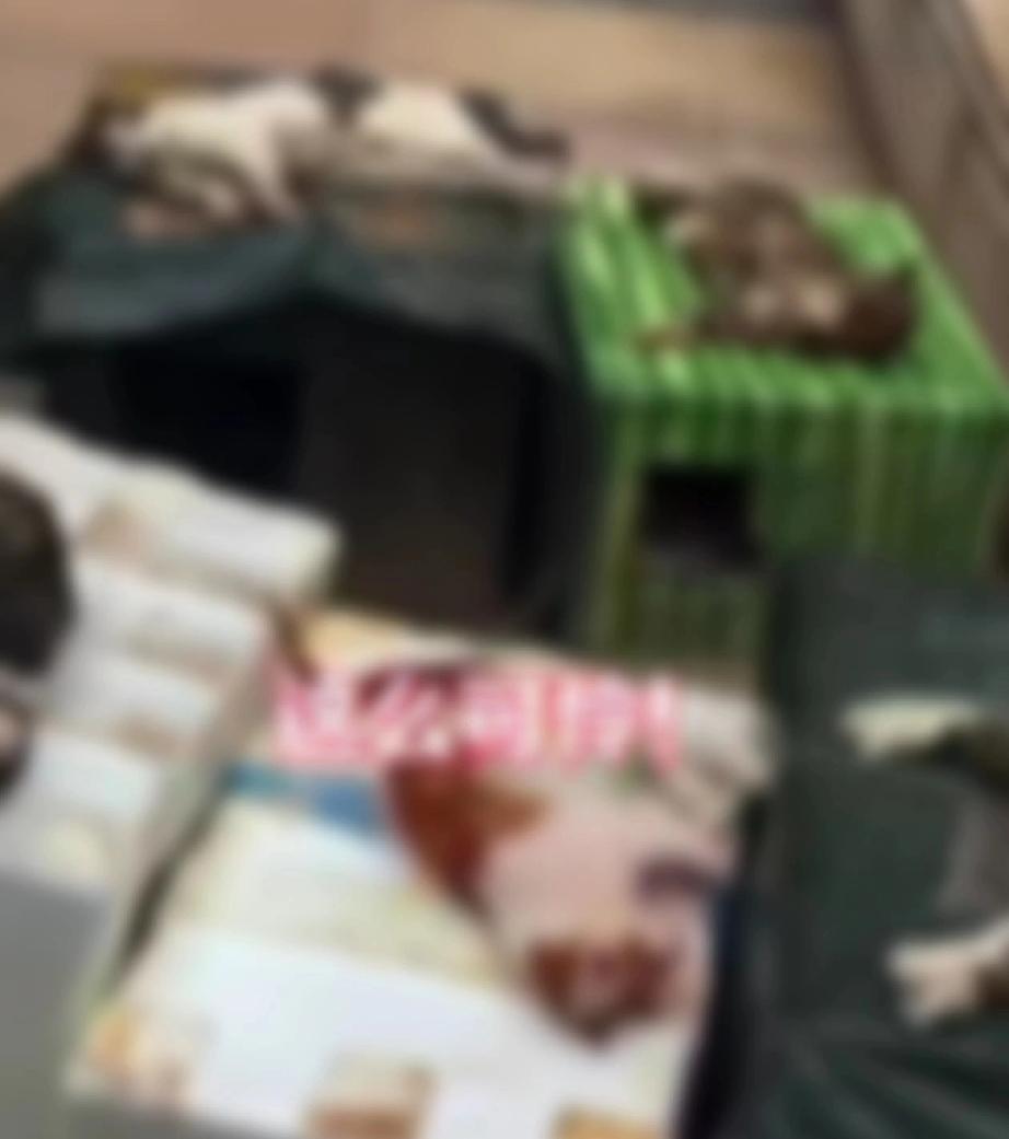 2026年3月7日清晨，武汉市青山区东兴社区所辖小区发生十余只流浪猫集体死亡事件