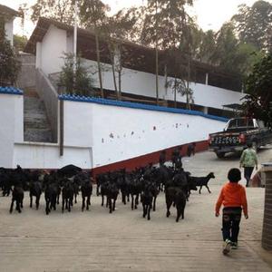 伟艳黑山羊基地