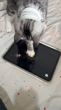 谁能拒绝一只认真抓老鼠的猫咪啊！
 
它盯着平板屏幕里的小老鼠，眼神专注得不行，