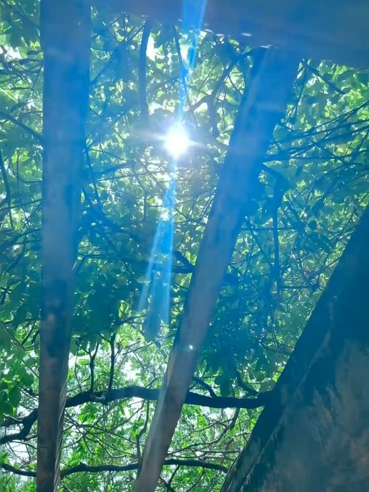 “夏日的晚风吹动着我的发梢 正如同我对你的爱意轻轻拨动我的心弦”视频剪辑 ｜li