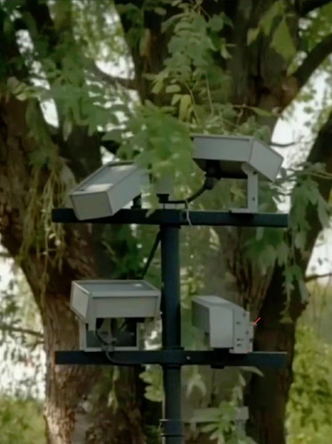 我一直都在这颗树等一个人