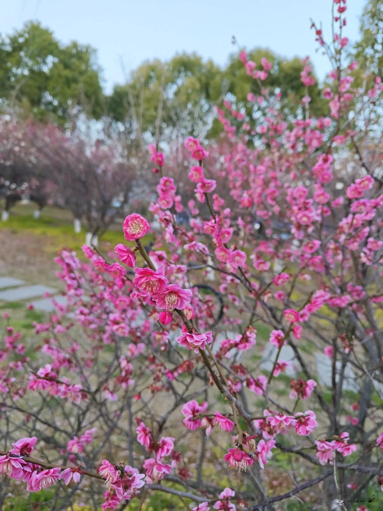 梅花香自苦寒来