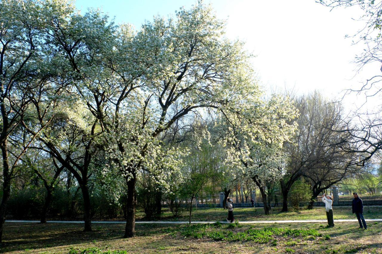 2026年4月23日，辽宁沈阳，在北陵公园里，几棵百年老梨树梨花盛开，洁白如雪的